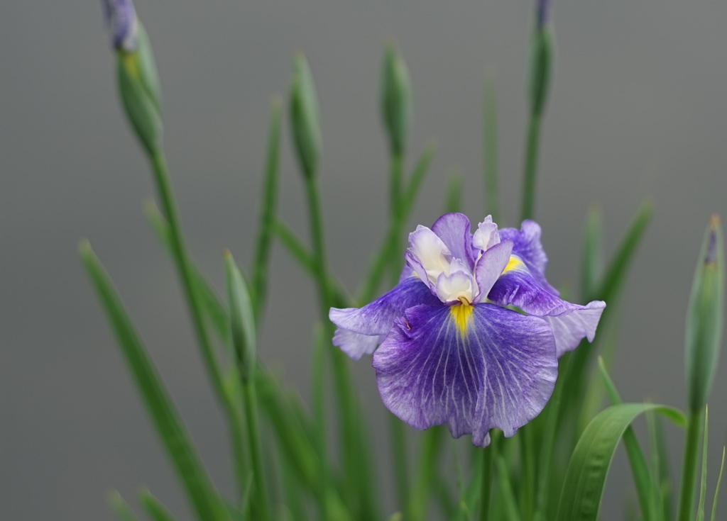 Planar 50mmf1.4