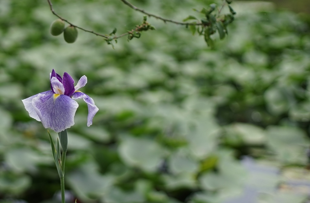 Planar 50mmf1.4