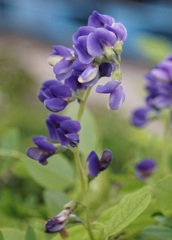 Flower through Tessar