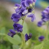 Flower through Tessar
