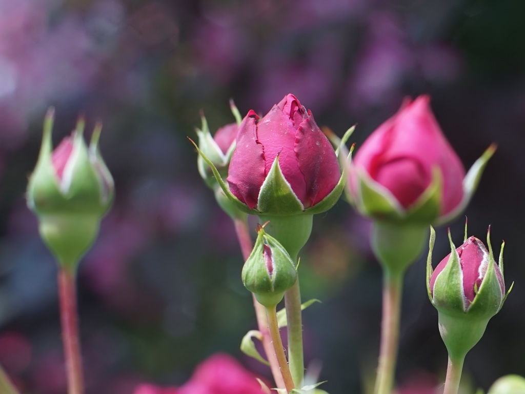 Rose　buds through Carl Zeiss