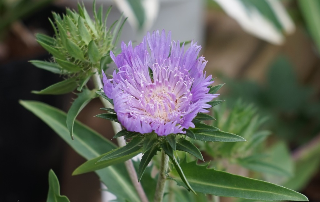 Flower through Tessar
