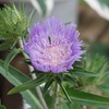 Flower through Tessar
