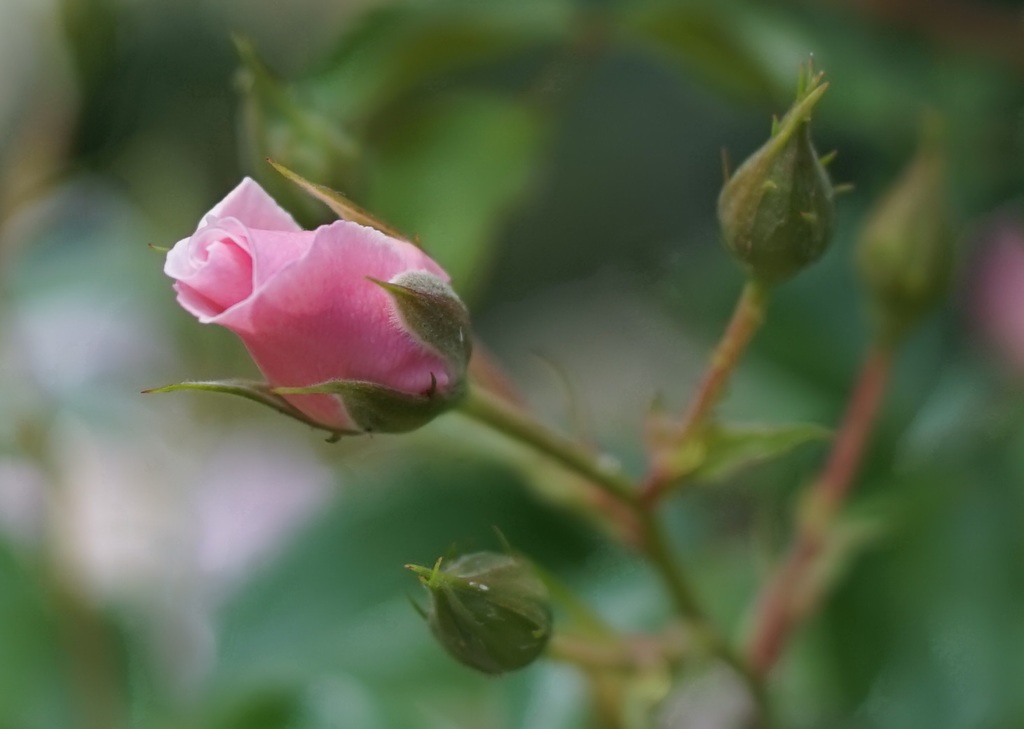 Planar 50mmf1.4