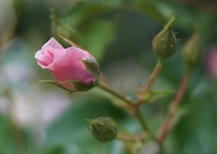 Planar 50mmf1.4