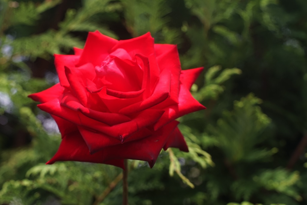 A rose through carl zeiss
