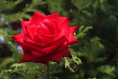 A rose through carl zeiss