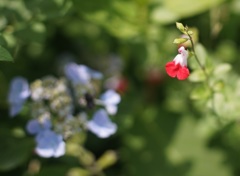  A flower through planar 