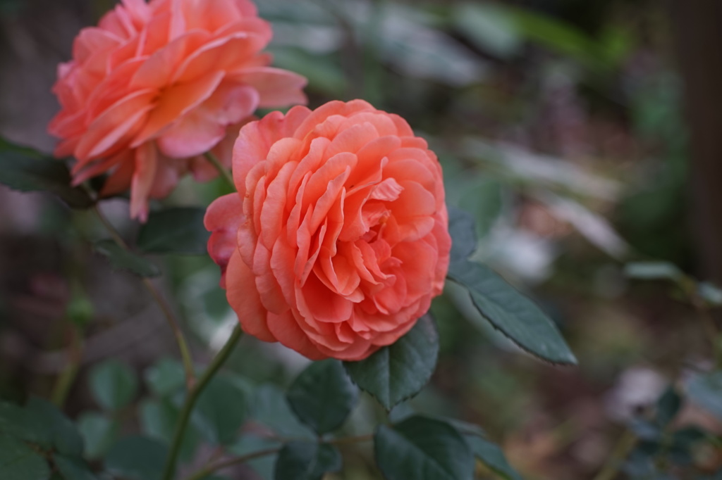 Roses through Carl Zeiss