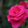  A rose through planar 