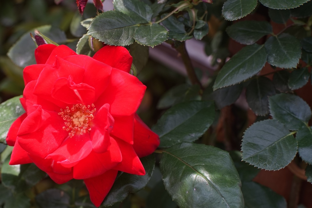 A rose through carl zeiss