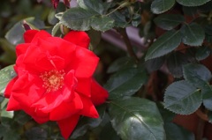 A rose through carl zeiss