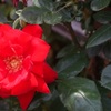 A rose through carl zeiss