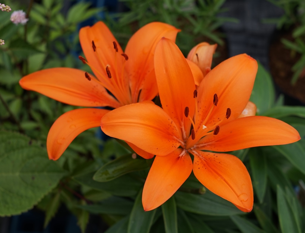 Flower through Tessar