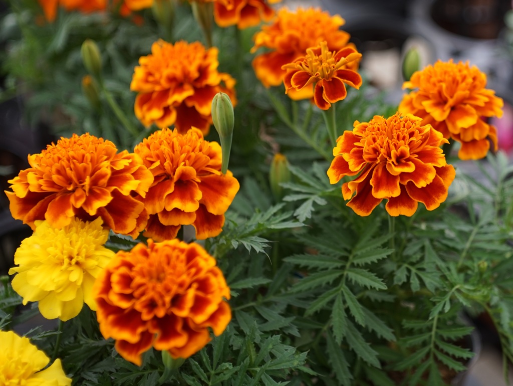 Flower through Tessar