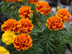 Flower through Tessar