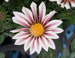 Flower throught Tessar 