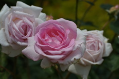 Roses through Carl Zeiss