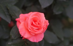 A rose through planar 