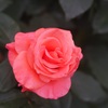 A rose through planar 