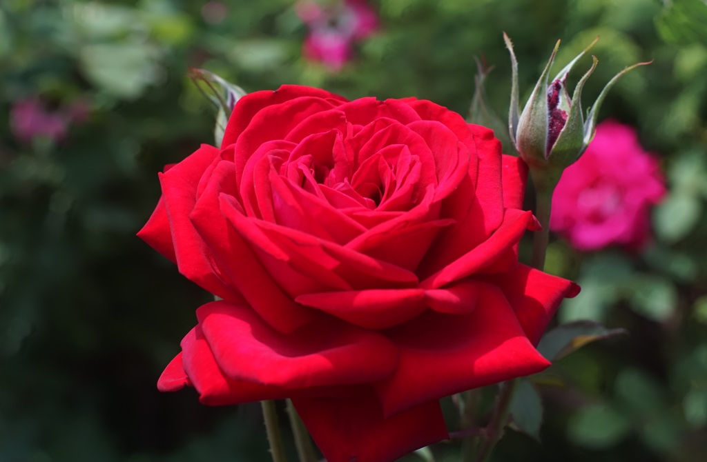 A rose through carl zeiss
