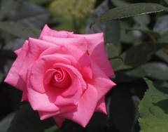 A rose through carl zeiss