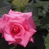 A rose through carl zeiss