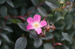 A flower through Carl Zeiss