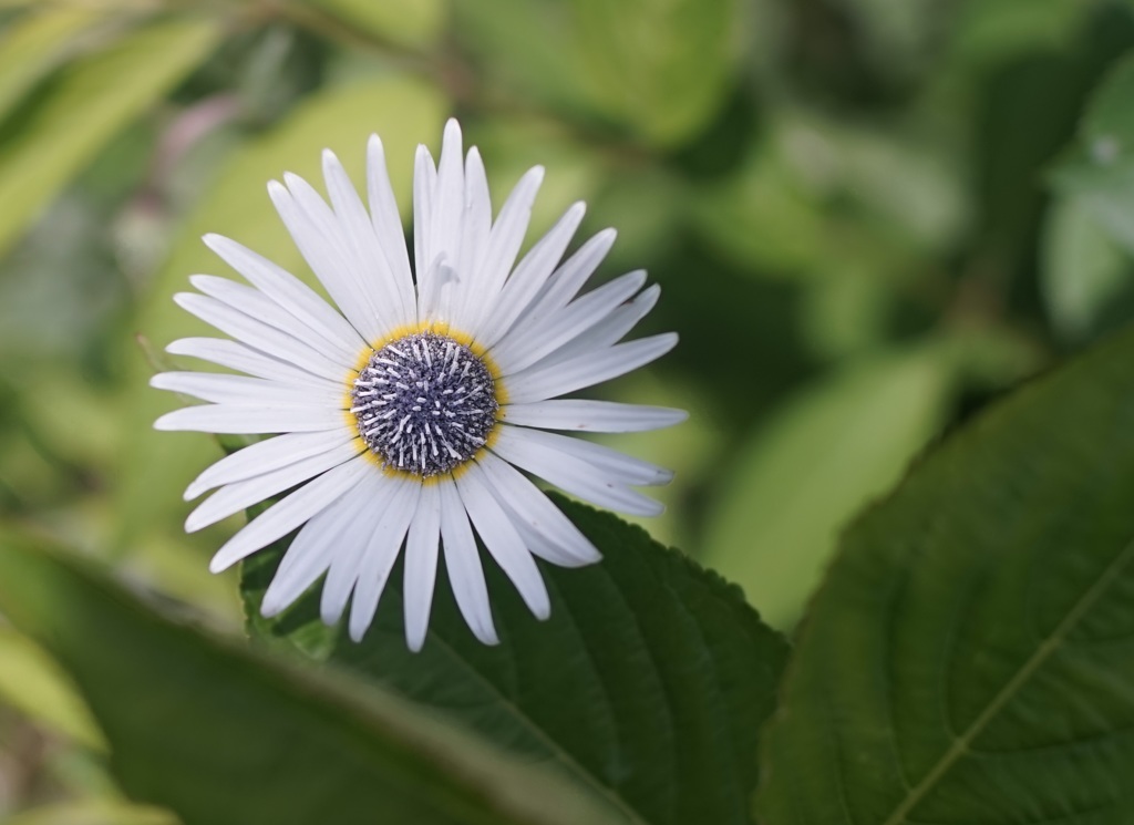 Flower through planar 50mm f1.4