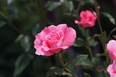 A rose through Carl Zeiss