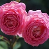  A rose through planar 