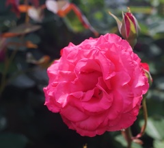 A rose through carl zeiss