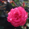A rose through carl zeiss