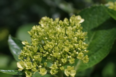 Flower buds through Carl Zeiss