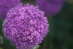 A flower ball through planar