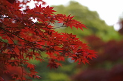 5月の紅葉