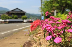 花壇と道路