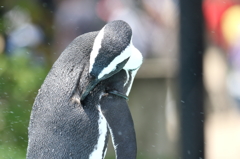 毛づくろい、するんすねペンギンも。