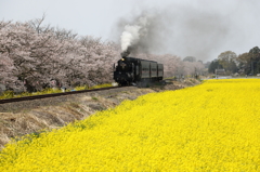 桜と菜の花とSL