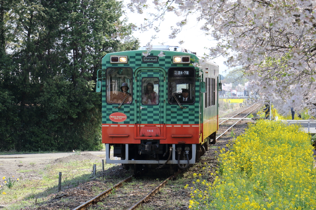 桜と菜の花とスイカ色