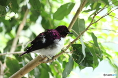 動物園の小鳥