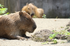 かぴばらさん