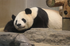 ねむいっす