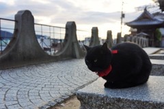 夕暮にゃんこ