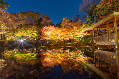 大田黒公園ライトアップ