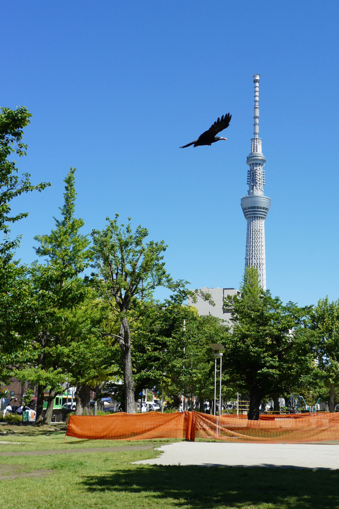 スカイツリー