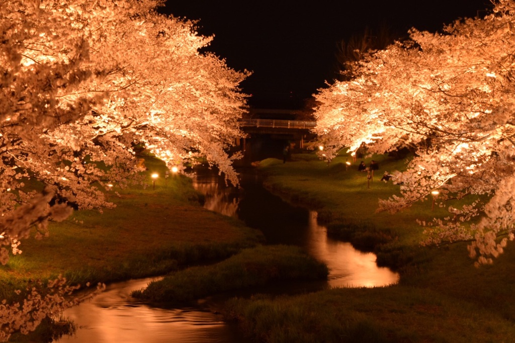 初夜桜2