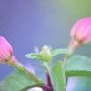 蕾