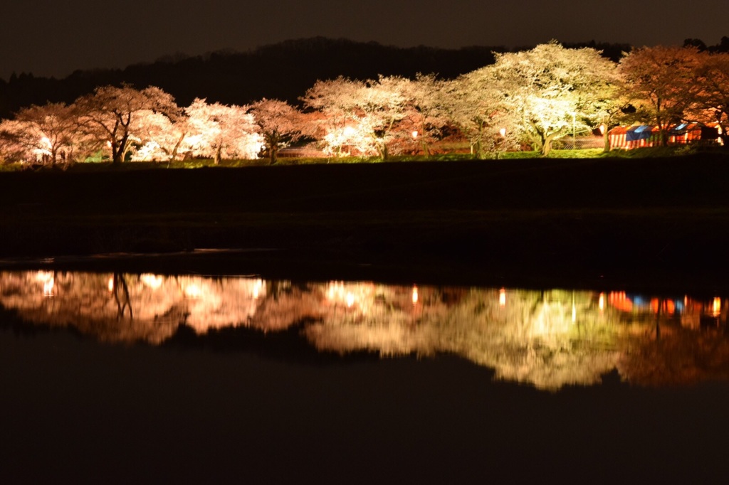 初夜桜！