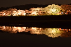 初夜桜！